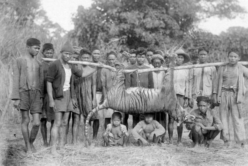 Berapa Jumlah Populasi Harimau Jawa? Menengok Kisah Tragis Sang Raja Rimba