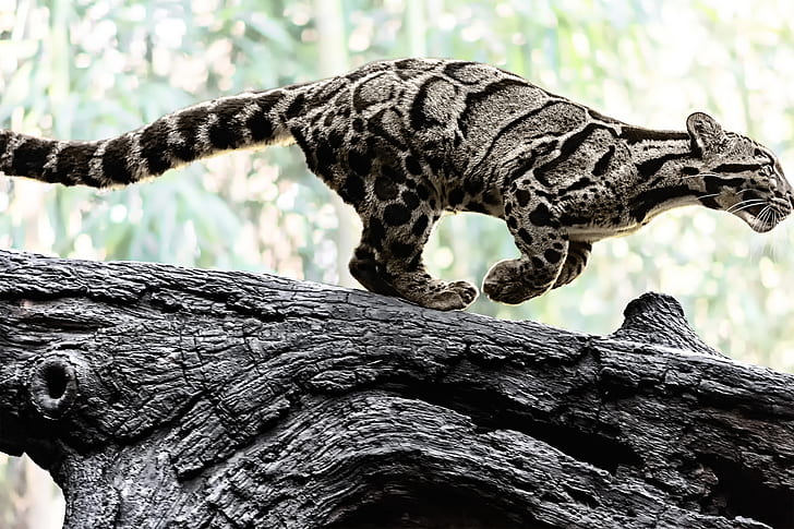 Keberadaannya Misterius, Macan Dahan Kalimantan Tak Kalah Sakral dari Harimau Jawa